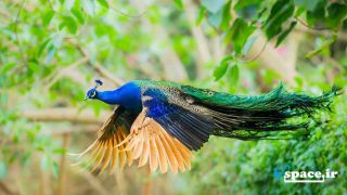 پرنده ی زیبا در باغ پرندگان - اصفهان